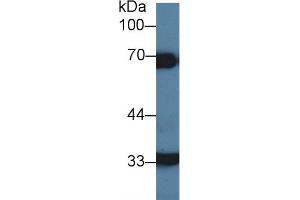 Detection of HCII in Porcine Liver lysate using Polyclonal Antibody to Heparin Cofactor II (HCII) (SERPIND1 anticorps  (AA 276-499))