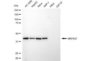 Western blotting analysis using MRPS27 antibody (ABIN7799435). (MRPS27 anticorps)