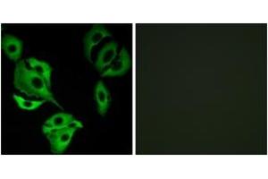 Immunofluorescence (IF) image for anti-AarF Domain Containing Kinase 4 (ADCK4) (AA 31-80) antibody (ABIN2889721) (ADCK4 anticorps  (AA 31-80))