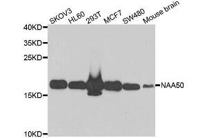 Western blot analysis of extracts of various cell lines, using NAA50 antibody. (NAA50 anticorps  (AA 1-169))