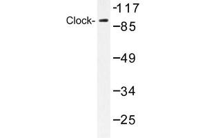 Image no. 1 for anti-Clock Homolog (Mouse) (CLOCK) antibody (ABIN272135) (CLOCK anticorps)
