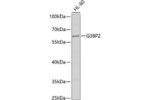 Western blot analysis of extracts of HL-60 cells, using G3BP2 antibody (ABIN6132040, ABIN6140861, ABIN6140862 and ABIN6221670) at 1:1000 dilution. (G3BP2 anticorps  (AA 140-280))