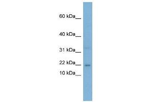 WB Suggested Anti-CEBPG  Antibody Titration: 0. (CEBPG anticorps  (Middle Region))