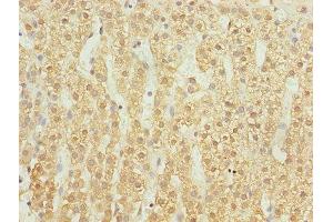 Immunohistochemistry of paraffin-embedded human adrenal gland tissue using ABIN7174417 at dilution of 1:100 (UBASH3B anticorps  (AA 1-300))