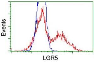 HEK293T cells transfected with either RC212825 overexpress plasmid (Red) or empty vector control plasmid (Blue) were immunostained by anti-LGR5 antibody (ABIN2454767), and then analyzed by flow cytometry. (LGR5 anticorps  (AA 250-550))