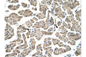 Immunohistochemistry (IHC) image for anti-Sialidase 1 (Lysosomal Sialidase) (NEU1) (Middle Region) antibody (ABIN310584) (NEU1 anticorps  (Middle Region))