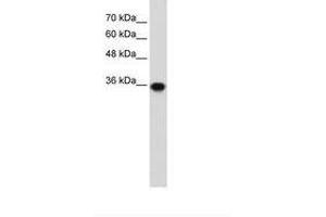 Image no. 1 for anti-Pirin (PIR) (C-Term) antibody (ABIN203307)