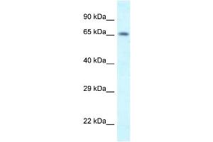 WB Suggested Anti-Shkbp1 Antibody   Titration: 1. (SHKBP1 anticorps  (N-Term))