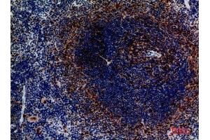 Immunohistochemistry (IHC) analysis of paraffin-embedded Mouse Spleen, antibody was diluted at 1:100.