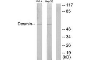Western blot analysis of extracts from HeLa/HepG2 cells, using Desmin (Ab-60) Antibody. (Desmin anticorps  (AA 26-75))