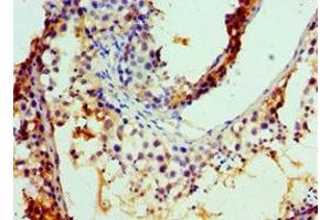 Immunohistochemistry of paraffin-embedded human testis tissue using ABIN7148465 at dilution of 1:100 (COG7 anticorps  (AA 511-770))