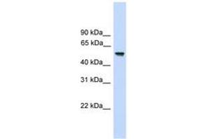 Image no. 1 for anti-Fizzy/cell Division Cycle 20 Related 1 (FZR1) (AA 35-84) antibody (ABIN6744910) (FZR1 anticorps  (AA 35-84))