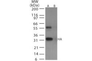 Image no. 1 for anti-Hemagglutinin antibody (Influenza A Virus) (AA 128-143) (ABIN292416) (Hemagglutinin anticorps  (AA 128-143))