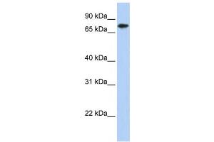 Western Blotting (WB) image for anti-Kelch-Like 23 (KLHL23) antibody (ABIN2458555) (KLHL23 anticorps)
