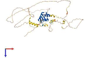 AlphaFold protein structure predicition of Mouse Recombinant Foxa2 Protein, UniprotID P35583