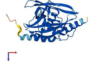 AlphaFold protein structure predicition of Human Recombinant NUDT7 Protein, UniprotID P0C024