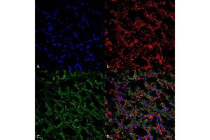 Immunohistochemistry analysis using Rabbit Anti-ENaC Polyclonal Antibody (ABIN2486334).