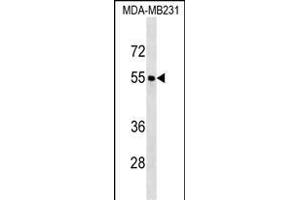 FOXQ1 Antibody (Center) (ABIN1538209 and ABIN2850239) western blot analysis in MDA-M cell line lysates (35 μg/lane). (FOXQ1 anticorps  (AA 263-292))