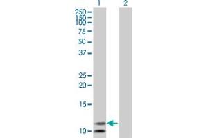 Western Blot analysis of PCBD2 expression in transfected 293T cell line by PCBD2 MaxPab polyclonal antibody. (PCBD2 anticorps  (AA 1-129))