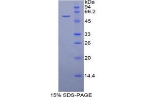 SDS-PAGE analysis of Mouse DARC Protein. (DARC Protéine)