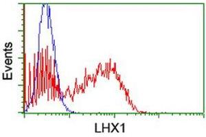 Image no. 2 for anti-LIM Homeobox 1 (LHX1) (AA 100-362) antibody (ABIN1490805) (LHX1 anticorps  (AA 100-362))