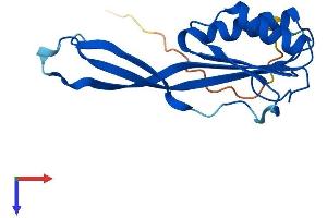 AlphaFold protein structure predicition of Human Recombinant RPP25L Protein, UniprotID Q8N5L8