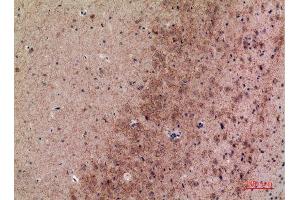 Immunohistochemistry (IHC) analysis of paraffin-embedded Mouse Brain, antibody was diluted at 1:100.