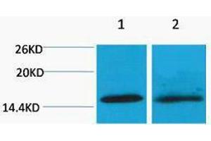 Western Blotting (WB) image for anti-Histone H4 (2meLys20) antibody (ABIN3181319) (Histone H4 anticorps  (2meLys20))