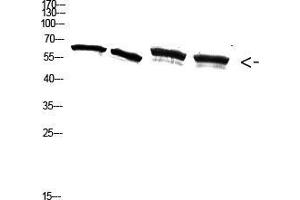 Western Blot (WB) analysis of A549 3T3 293T K562 cells using Antibody diluted at 2000. (NF-kB p65 anticorps  (pSer536))