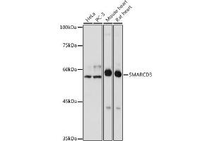 Western blot analysis of extracts of various cell lines, using SM antibody  at 1:1000 dilution. (SMARCD3 anticorps)