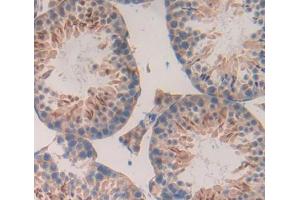 IHC-P analysis of Mouse Tissue, with DAB staining. (LEFTY2 anticorps  (AA 247-358))