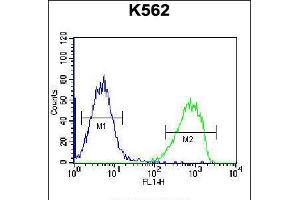 Flow cytometric analysis of K562 cells (right histogram) compared to a negative control cell (left histogram). (SPINK8 anticorps  (C-Term))