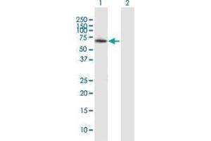 Western Blot analysis of ZMYND11 expression in transfected 293T cell line by ZMYND11 MaxPab polyclonal antibody.