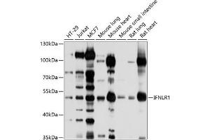 Western blot analysis of extracts of various cell lines, using IFNLR1 antibody (ABIN6129401, ABIN6142210, ABIN6142211 and ABIN6214210) at 1:1000 dilution. (IL28RA anticorps  (AA 21-228))