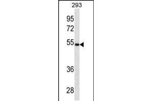 Western blot analysis in 293 cell line lysates (35ug/lane). (LGMN anticorps  (N-Term))