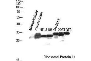 Western Blot (WB) analysis of Mouse Kidney Mouse Brain HeLa KB SH-SY5Y 293T 3T3 lysis using Ribosomal Protein L7 antibody. (RPL7 anticorps  (C-Term))