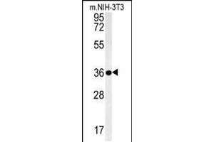 Western blot analysis in mouse NIH-3T3 cell line lysates (35ug/lane). (LGALS9B anticorps  (AA 160-188))