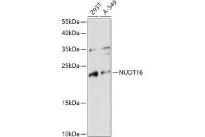 Western blot analysis of extracts of various cell lines, using NUDT16 antibody (ABIN7269069) at 1:1000 dilution. (NUDT16 anticorps  (AA 60-130))