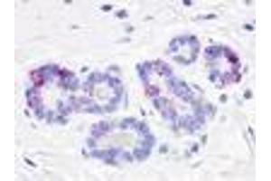 Anti-GPR52 antibody IHC of human breast, lobules. (GPR52 anticorps  (Cytoplasmic Domain))