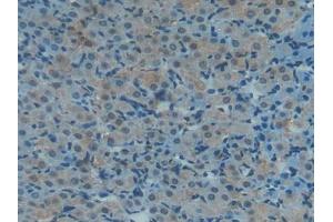 Used in DAB staining on fromalin fixed paraffin- embedded kidney tissue (TXN anticorps  (AA 1-105))