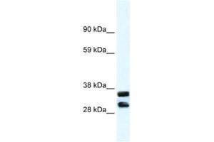 Western Blotting (WB) image for anti-Annexin A13 (ANXA13) antibody (ABIN2461381) (Annexin A13 anticorps)