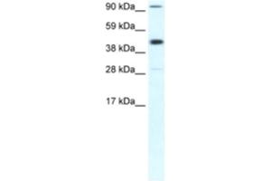 Western Blotting (WB) image for anti-Polymerase (RNA) II (DNA Directed) Polypeptide B, 140kDa (POLR2B) antibody (ABIN2460473) (POLR2B anticorps)