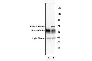 ETO / RUNX1T1 antibody (pAb) tested by Immunoprecipitation.