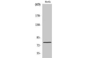 Western Blotting (WB) image for anti-Ezrin (EZR) (Tyr315) antibody (ABIN6282823)