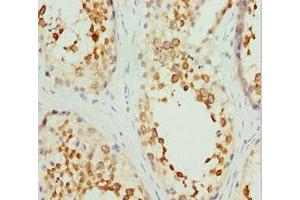 Immunohistochemistry of paraffin-embedded human testis tissue using ABIN7167743 at dilution of 1:100