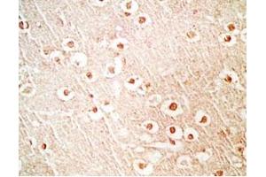 Mouse brain tissue stained by Rabbit Anti-NERP-1 (Human) Antibody