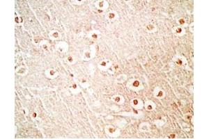 Mouse brain tissue stained by Rabbit Anti-NERP-1 (Human) Antibody (NERP-1 anticorps  (Preproprotein))