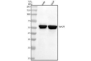 Western blot analysis of TEAD1 using anti-TEAD1 antibody (ABIN7606473).