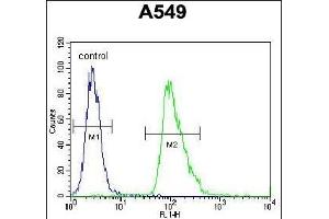 AQP12B Antibody (C-term) (ABIN655768 and ABIN2845208) flow cytometric analysis of A549 cells (right histogram) compared to a negative control cell (left histogram). (Aquaporin 12B anticorps  (C-Term))