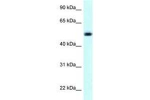 Image no. 1 for anti-Nicotinate phosphoribosyltransferase (NAPRT) (AA 401-450) antibody (ABIN6747915) (NAPRT1 anticorps  (AA 401-450))